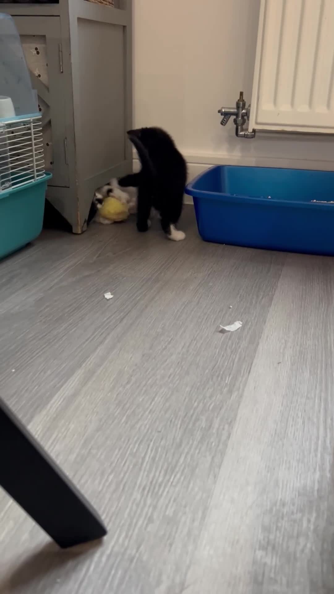 Mixed Breed cats for sale: 2 female kittens in Spalding - Video 1