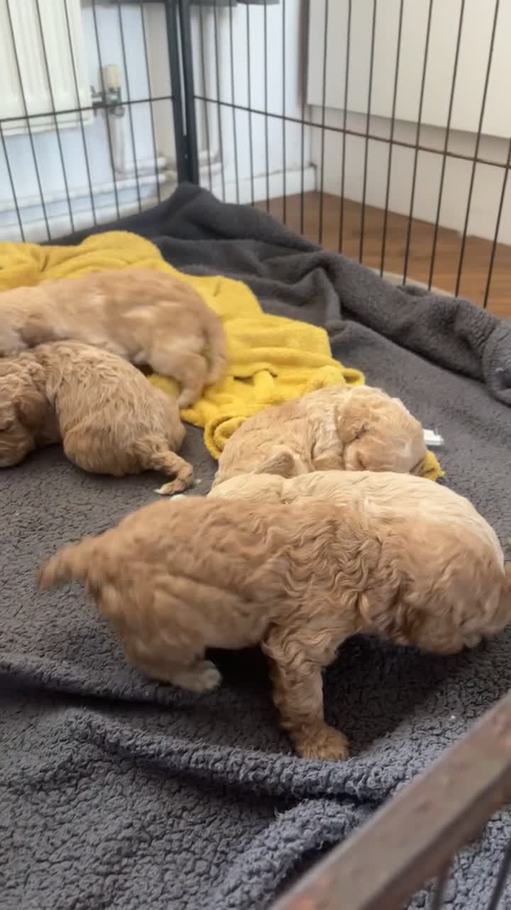 Mixed Breed dogs for sale: Adorable puppies looking for five star homes! in Machynlleth - Video 1
