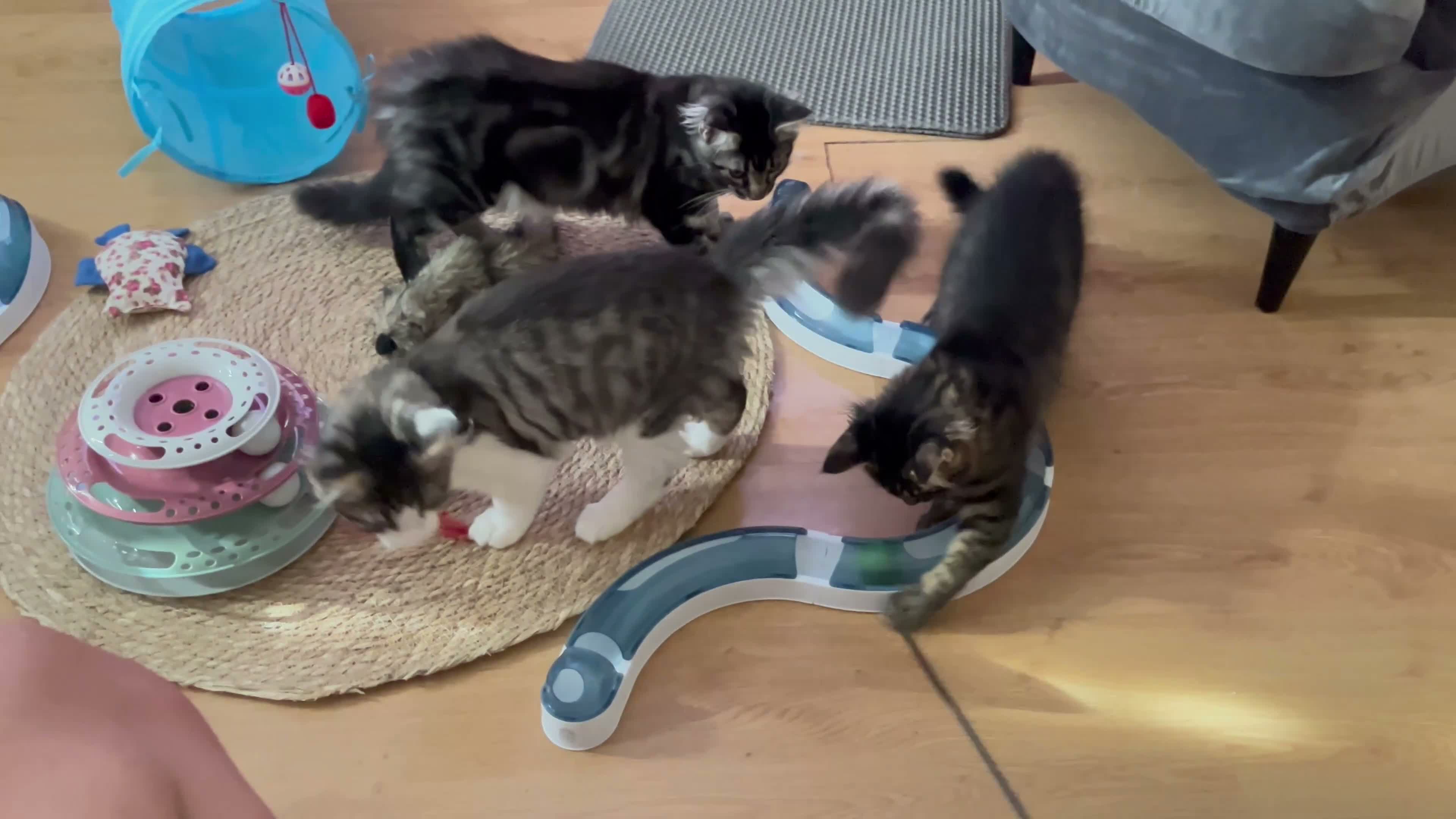 Maine Coon cats for sale: TICA EXCEPTIONAL GIANT & GENTLE MAINE COON KITTENS in Greenford - Video 1