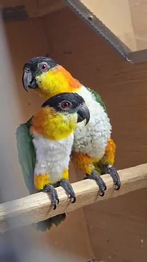 Parrots birds for sale: Black Headed Caiques - bonded pair - dna sexed - Video 1