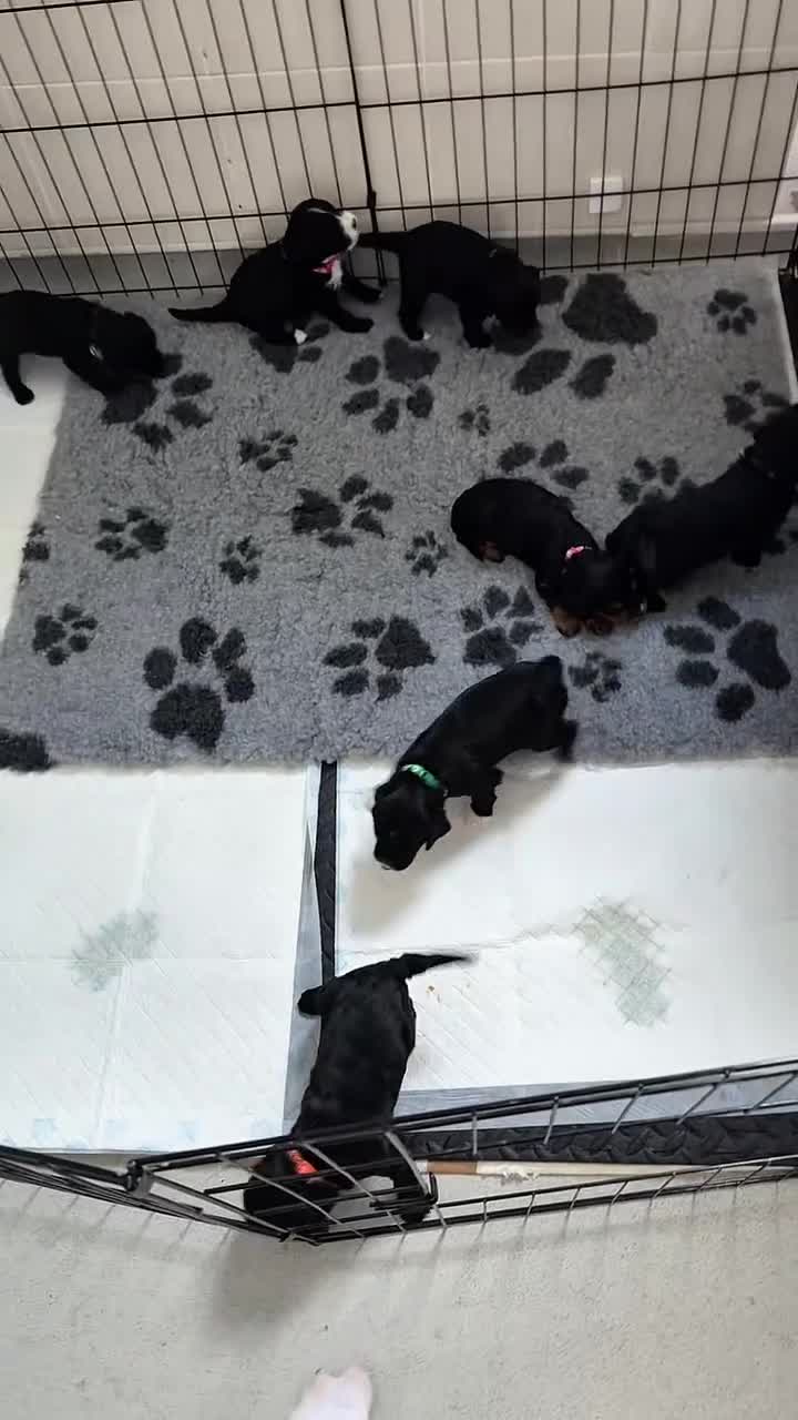 Sproodle dogs for sale: Beautiful sproodle puppies  - Video 1