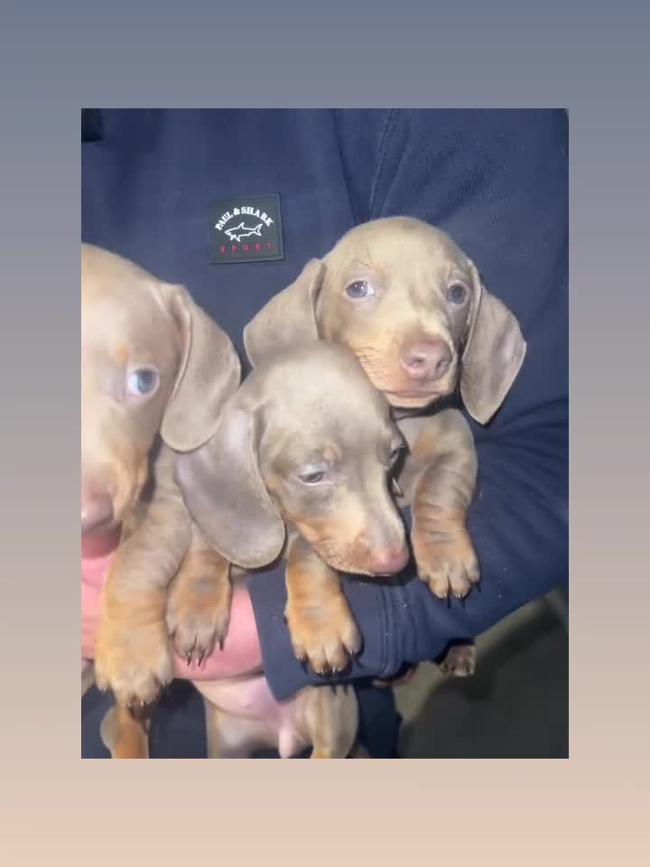 Miniature Dachshund dogs for sale: Isabella & Tan Mini Dachshund puppies 🤎 - Video 2