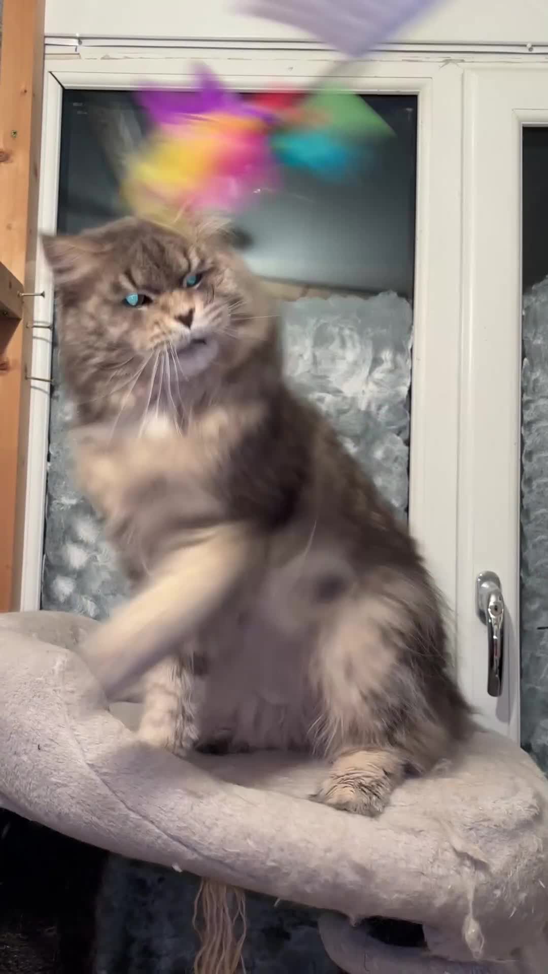 Maine Coon cats for sale: PUREBRED MALE MAINECOON FOR SALE  - Video 1