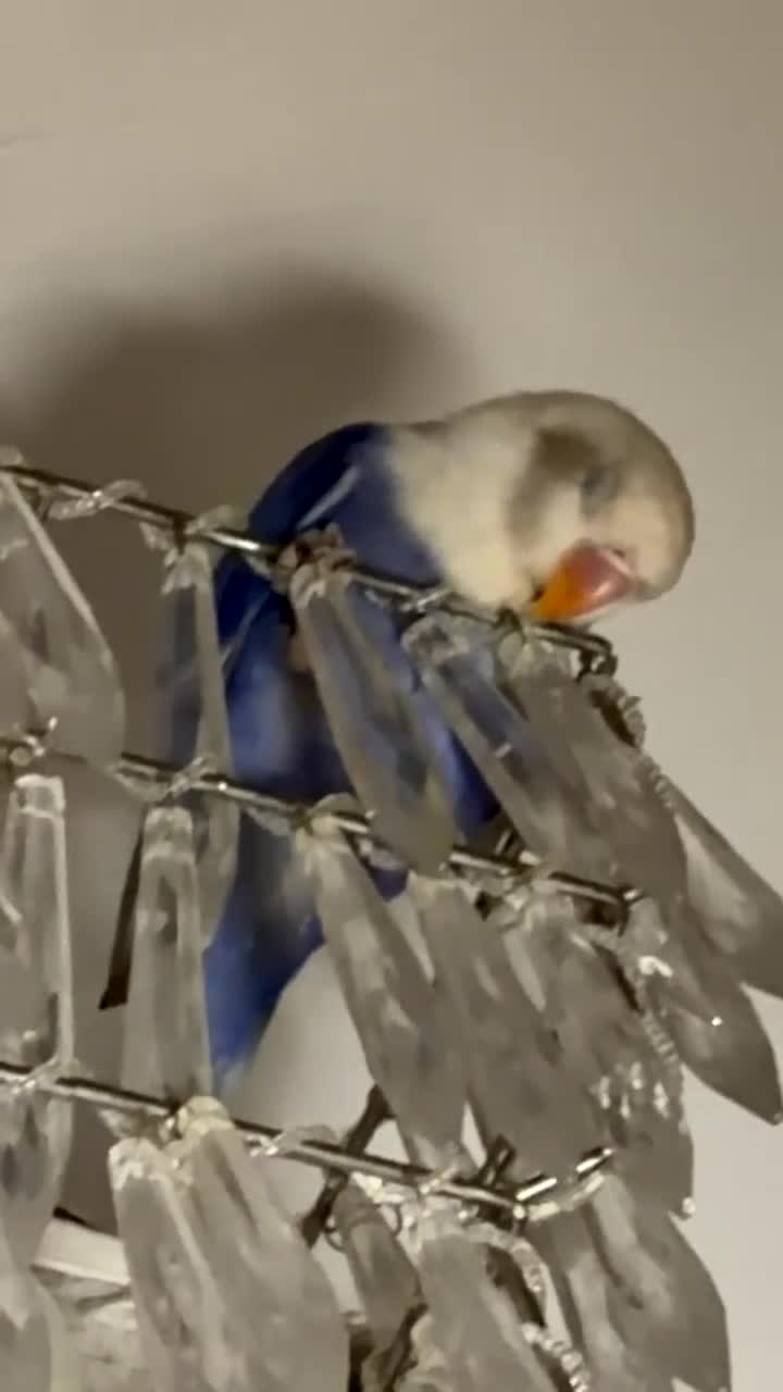 Lovebirds birds for sale: Violet Opaline Lovebird!!!! - Video 1