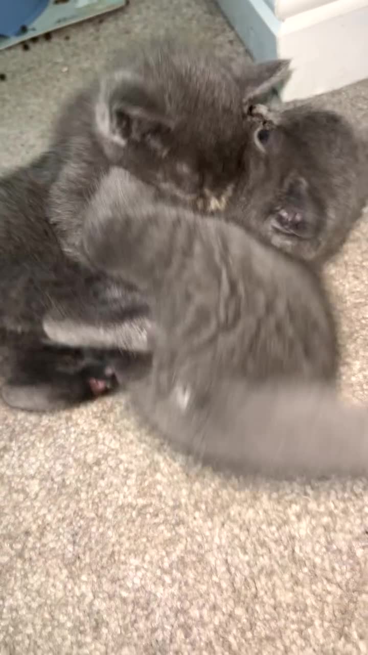 British Shorthair cats for sale: British short hair - Video 1