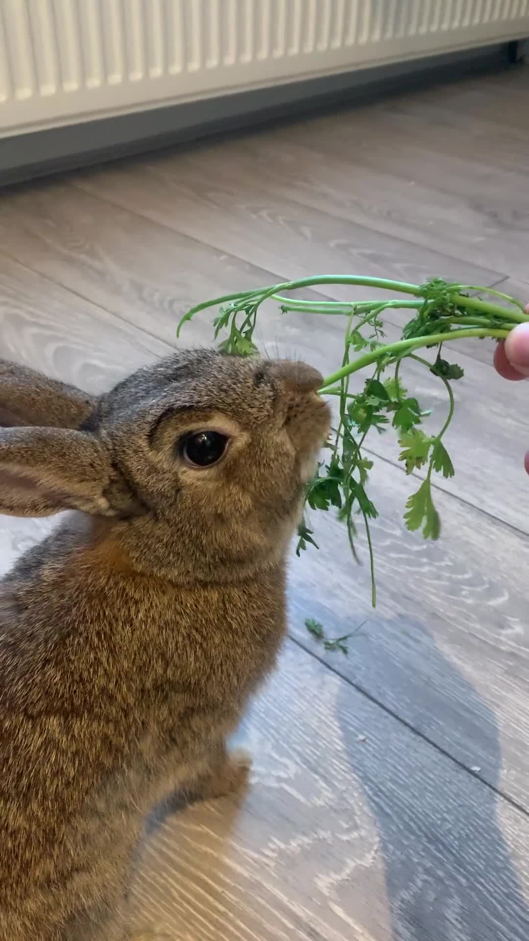 Netherland Dwarf rabbits for sale: Bunnies Netherland Dwarf Rabbits - Video 1