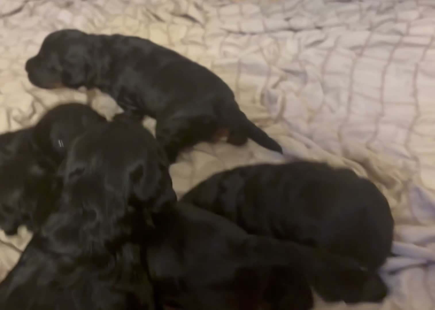 Cockapoo dogs for sale: Miniature f1 cockerpoo’s  - Video 2