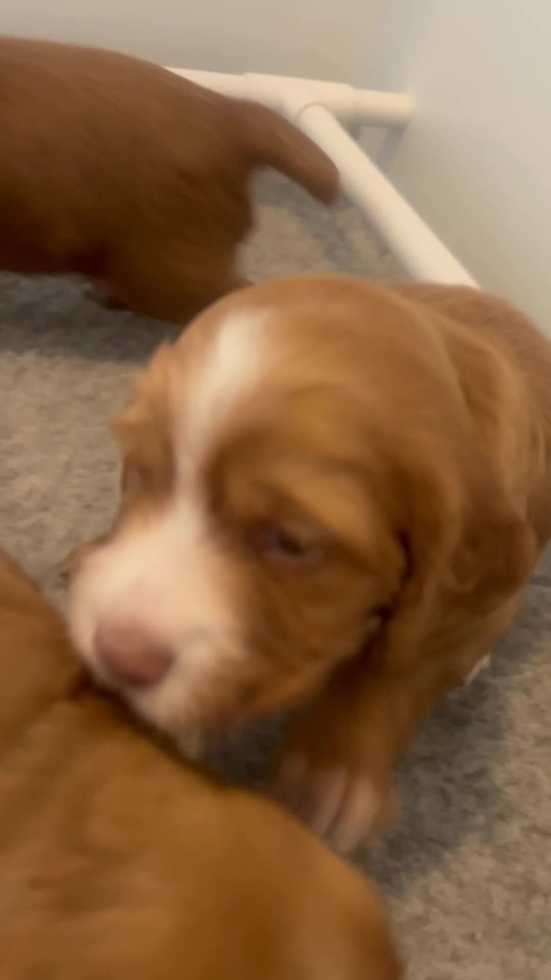 Cocker Spaniel dogs for sale: Top Quality Working Cocker Spaniels - Video 1