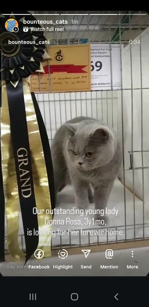 British Shorthair cats for sale: Closing of BSH cattery, 50% discount  - Video 4