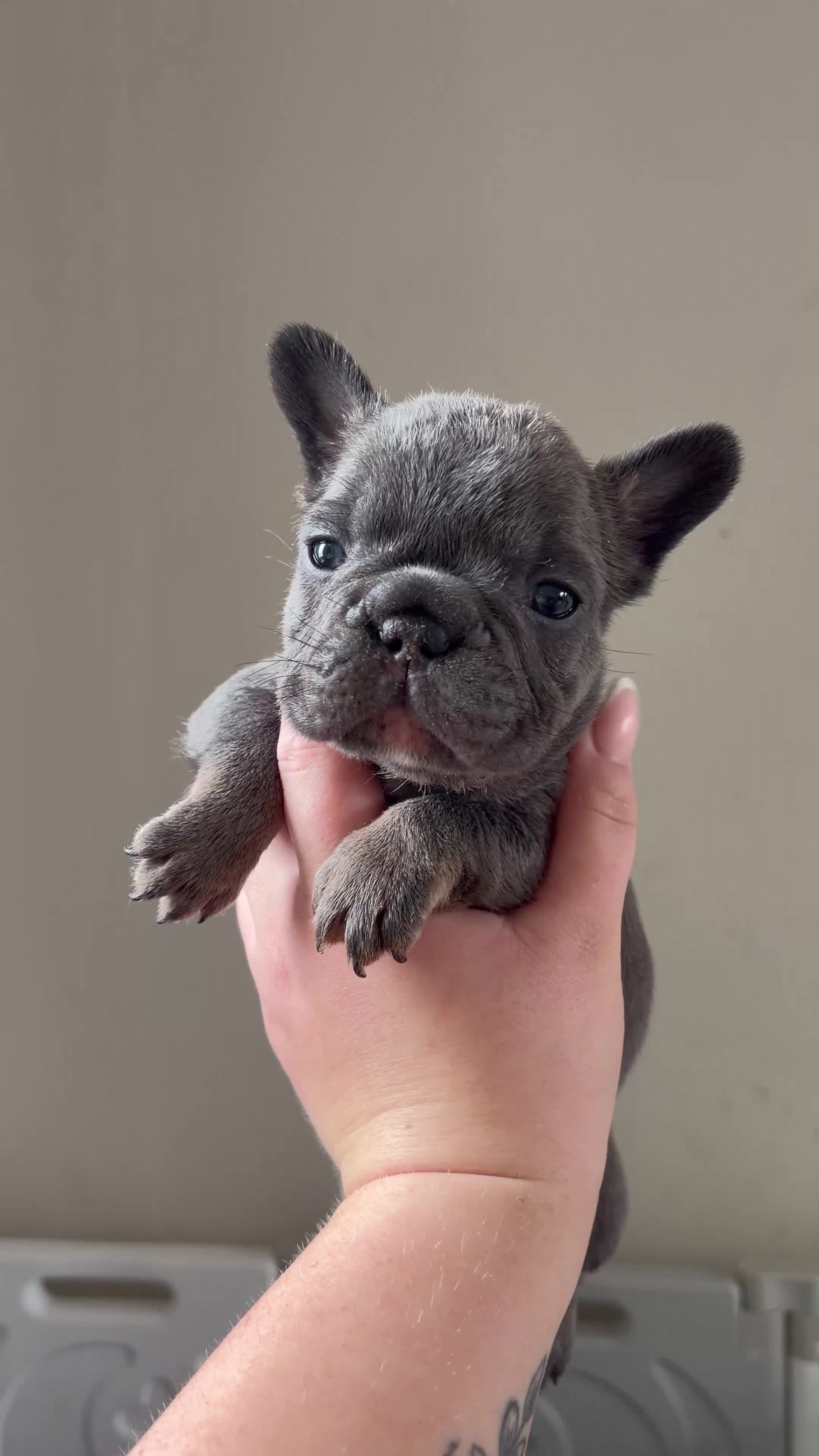 French Bulldog dogs for sale: 2 beautiful boys🫶 - Video 2