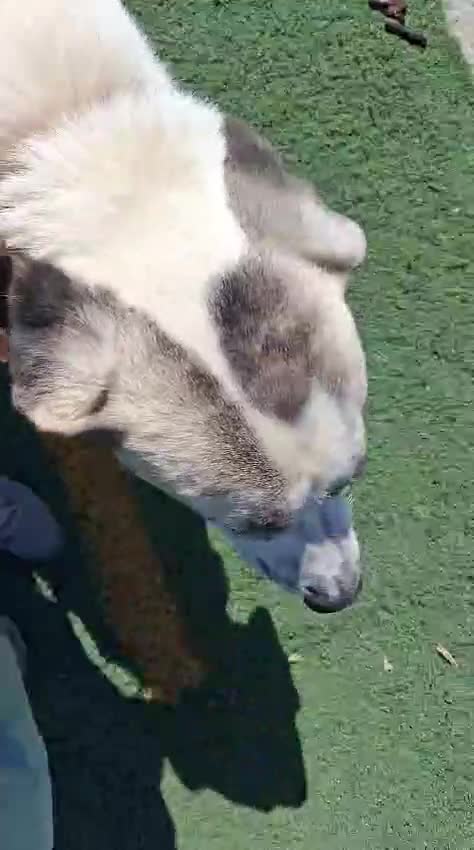 Mixed Breed dogs for adoption: Snoop❤️🐾 - Video 1