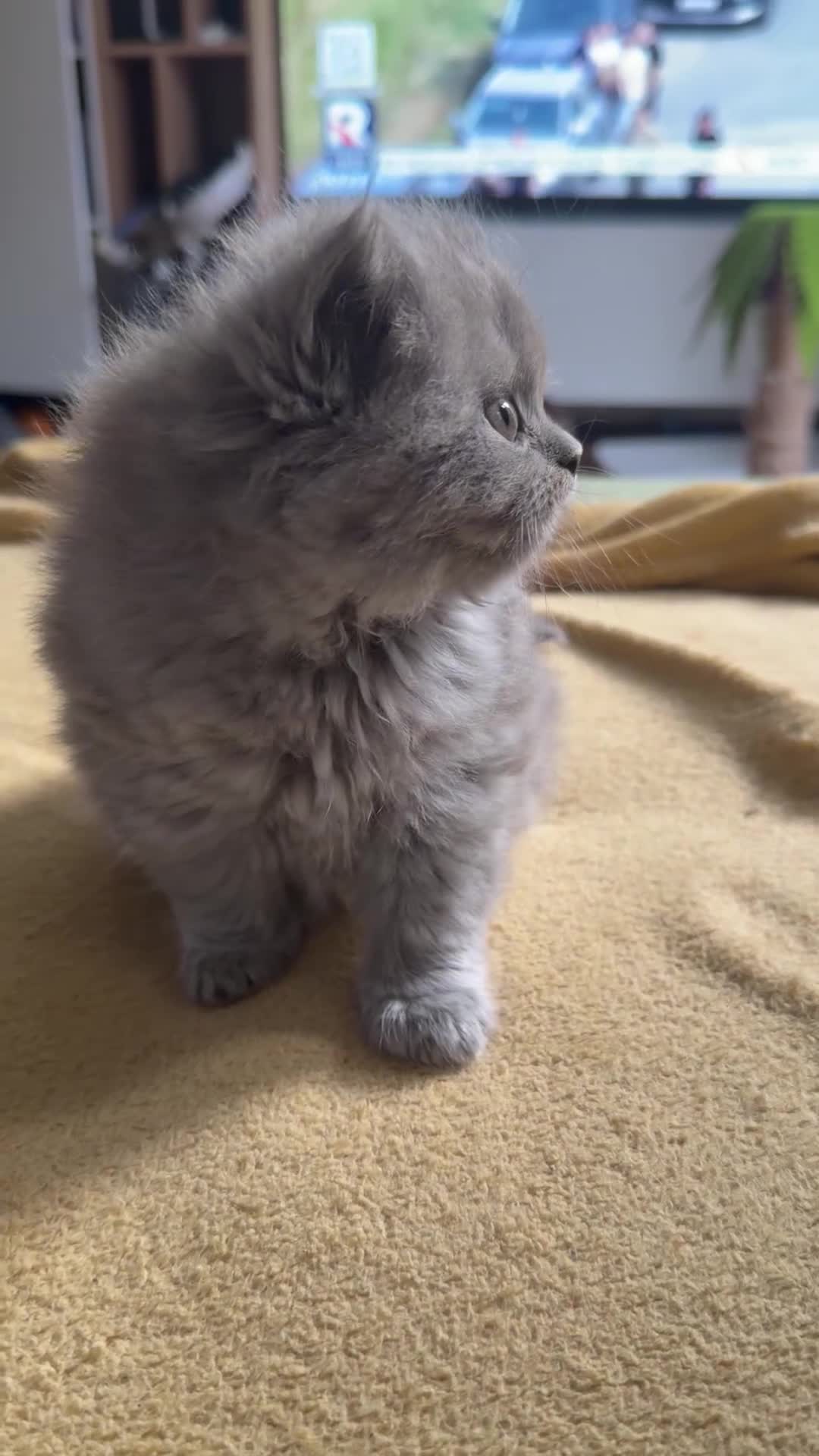 British Longhair cats for sale:  British Shorthair & British Longhair GCCF - Video 3