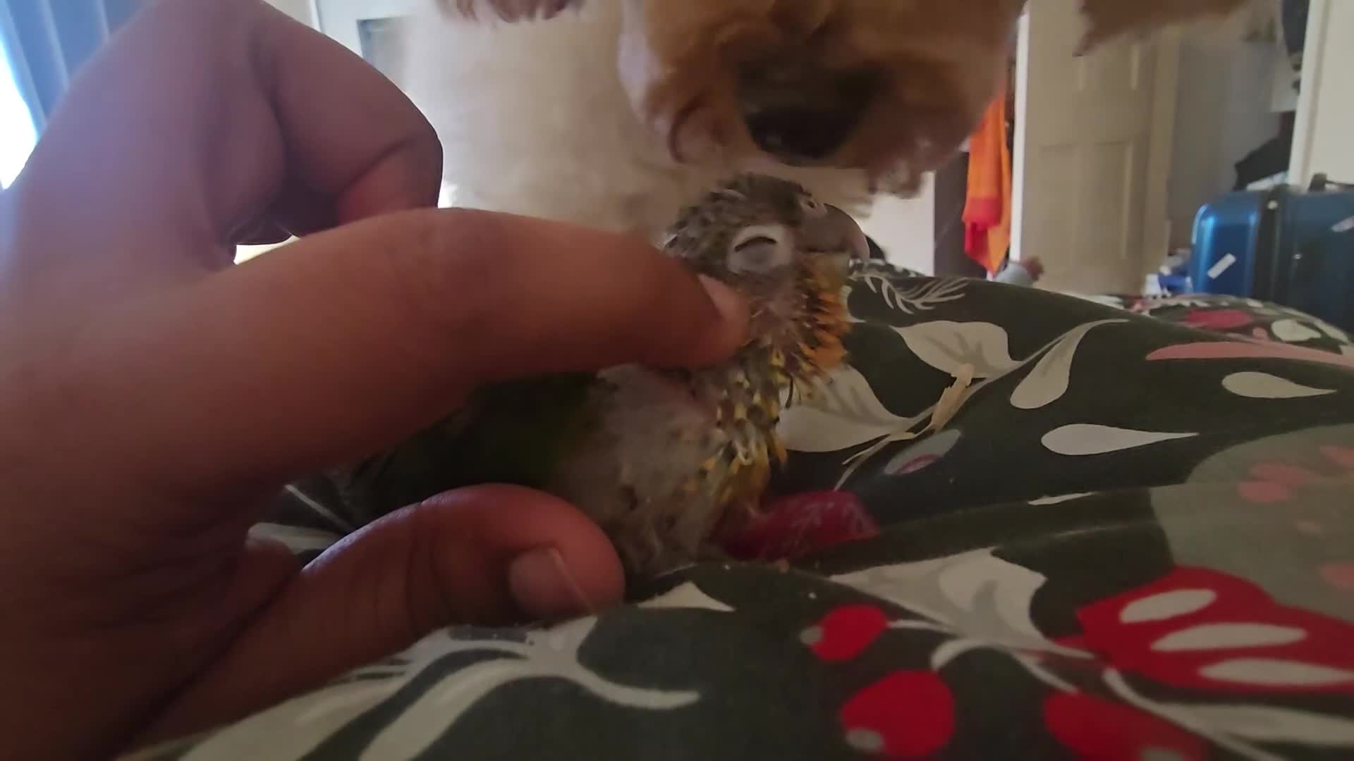 Conures birds for sale: Silly Hand-tamed Conure for sale - Video 1