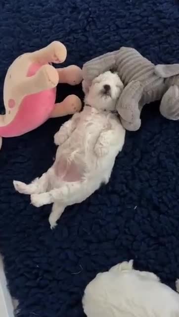 Bichon Frise dogs for sale: KC Registered Pedigree Bichon Frise Puppies - Video 4