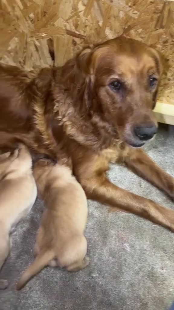 Goldador dogs for sale: Stunning Goldador pups  - Video 1