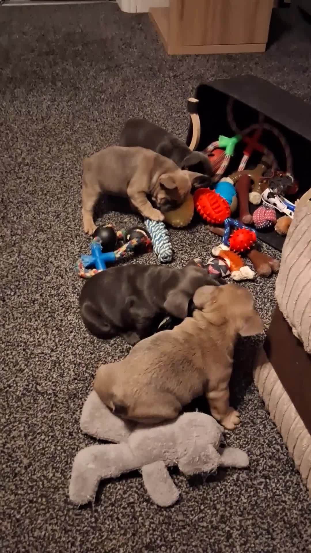 French Bulldog dogs for sale: French bulldogs - Video 2