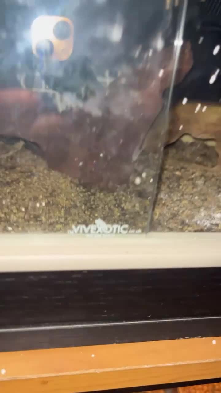 Gecko reptiles for sale: One female and one male leopard gecko - Video 1