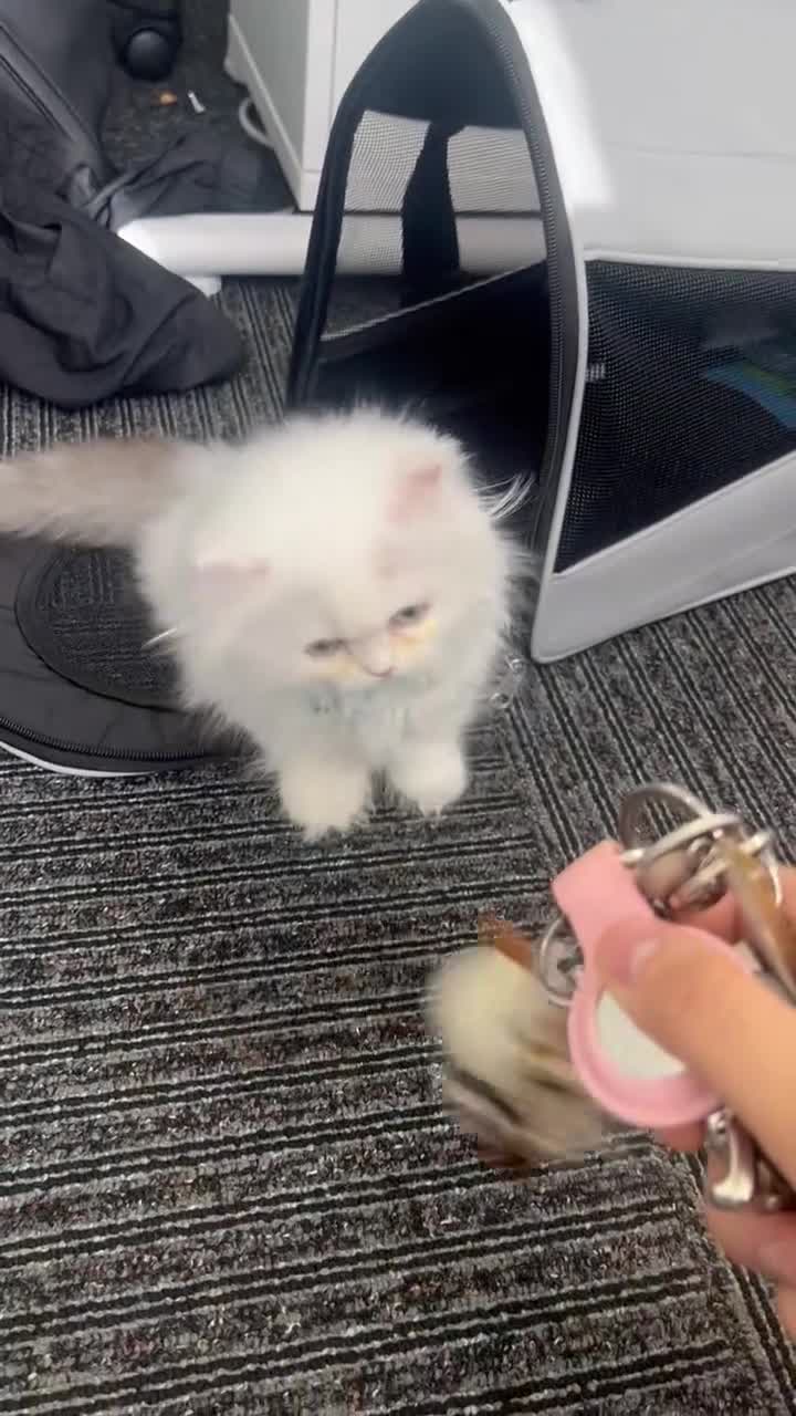 Munchkin cats for sale: Persian short legged munchkin  - Video 1