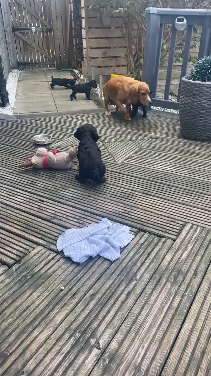 Cocker Spaniel dogs for sale: Working cocker spaniel  - Video 1
