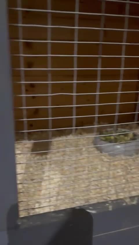 Guinea Pig rodents for sale: Two beautiful guinea pigs with cage FREE!!!!! - Video 2