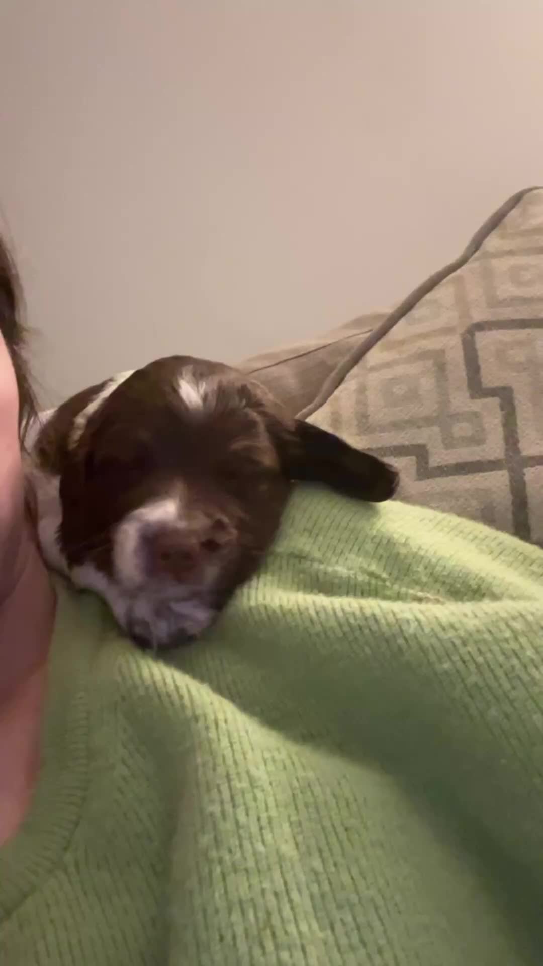 Sprocker dogs for sale: 2 male sprocker spaniels  - Video 1