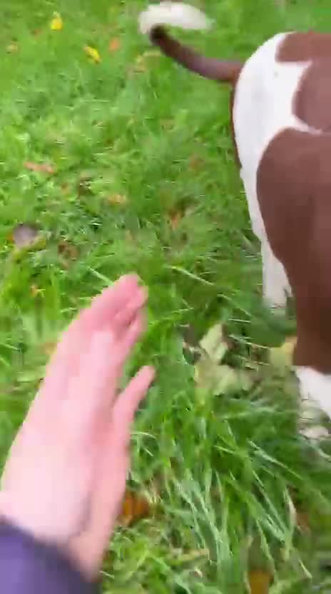 Pointer dogs for adoption: Julius is Ready for His Forever Home 🐾 - Video 1