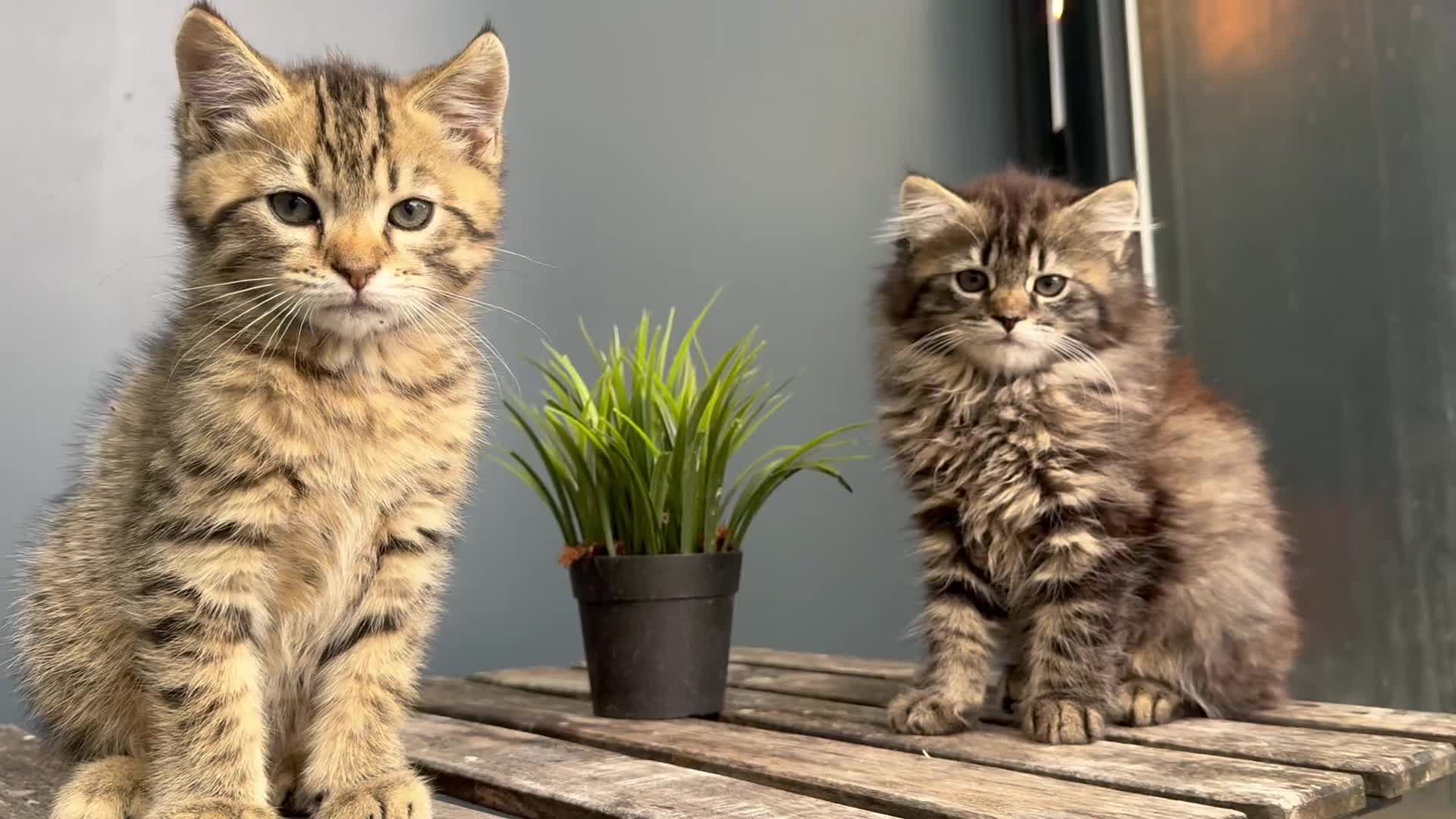 Mixed Breed cats for sale: Beautiful bonded pair of kittens (boy and girl) in Oldbury - Video 1