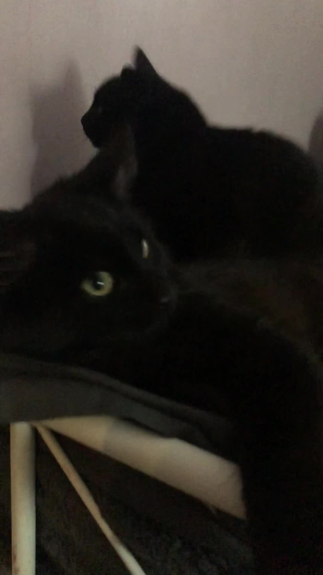 Domestic Shorthair cats for sale: 4 kittens 🐈‍⬛  - Video 1