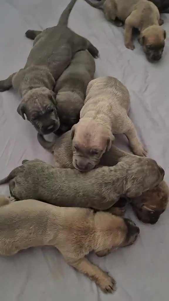 Cane Corso dogs for sale: Cane Corso Puppies for sale  - Video 5