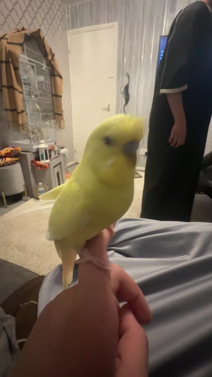 Budgerigars birds for sale: Pair of friendly budgies  - Video 1