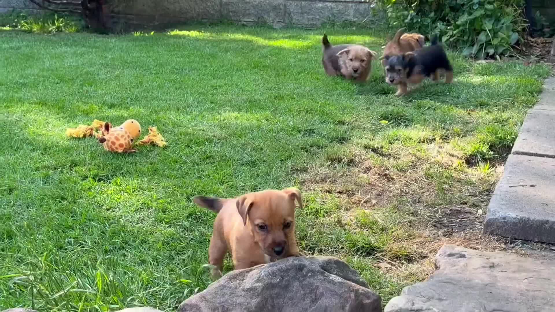 Mixed Breed dogs for sale: Stunning NORFOLK TERRIER X JACK RUSSELL  in Chester - Video 1