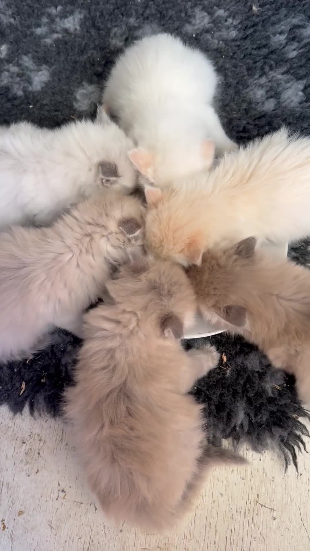 Ragdoll cats for sale: Blue bi colour and cream tabby point - Video 1