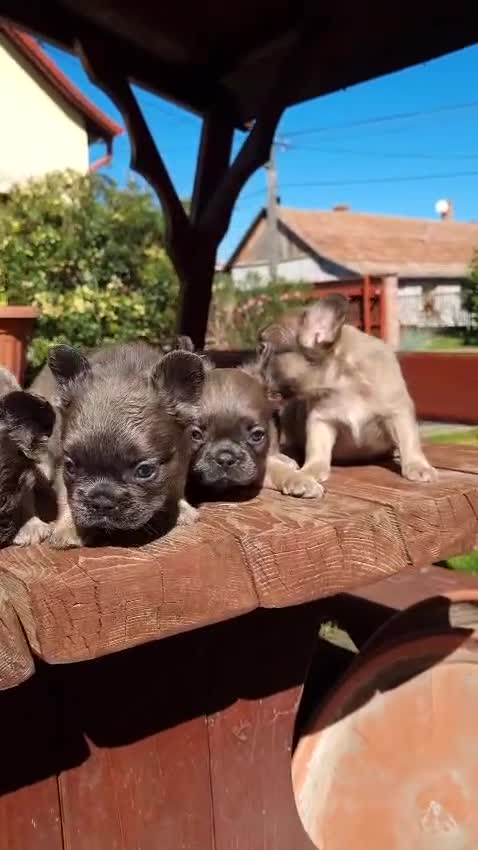 French Bulldog dogs for sale: Fluffy French Bulldog–Ready for Their Homes - Video 1