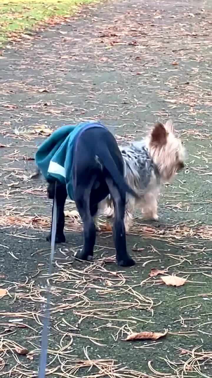 Cane Corso dogs for sale: 4 month old Cane Corso - Video 4