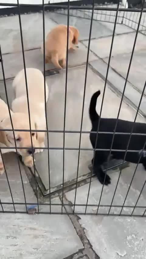 Labrador Retriever dogs for sale: Beautiful Labrador Puppies - Video 2