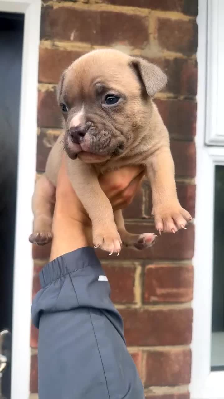 American Bulldog dogs for sale: 2 male beautiful pocket bully’s  - Video 1