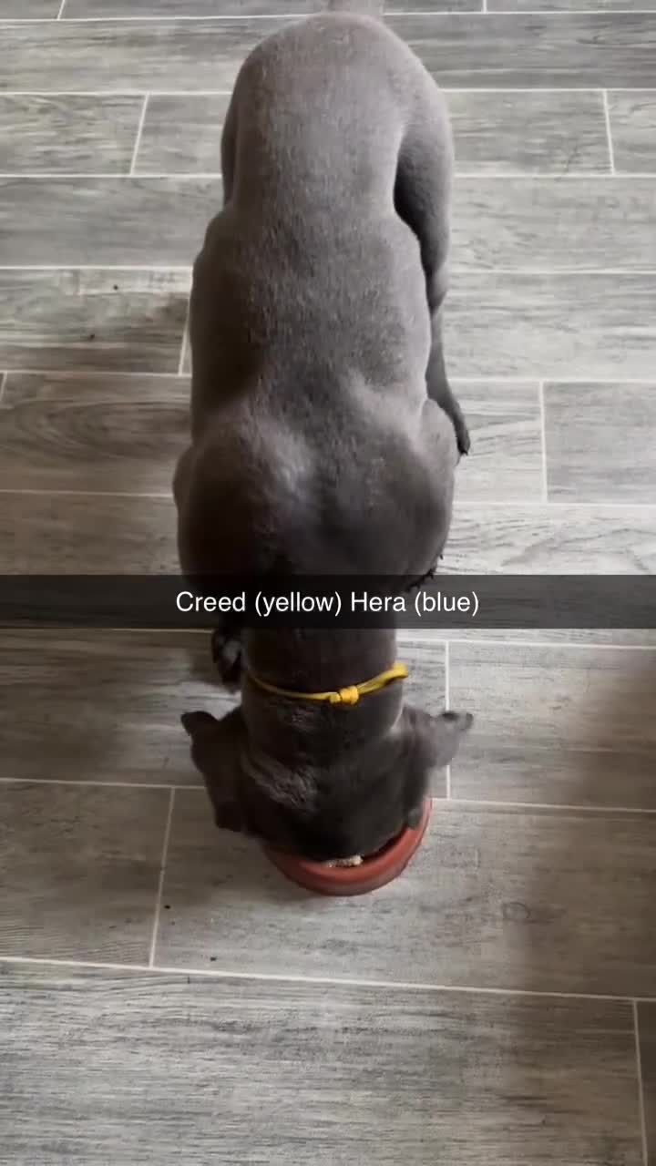 Cane Corso dogs for sale: Cane corso puppies  - Video 5