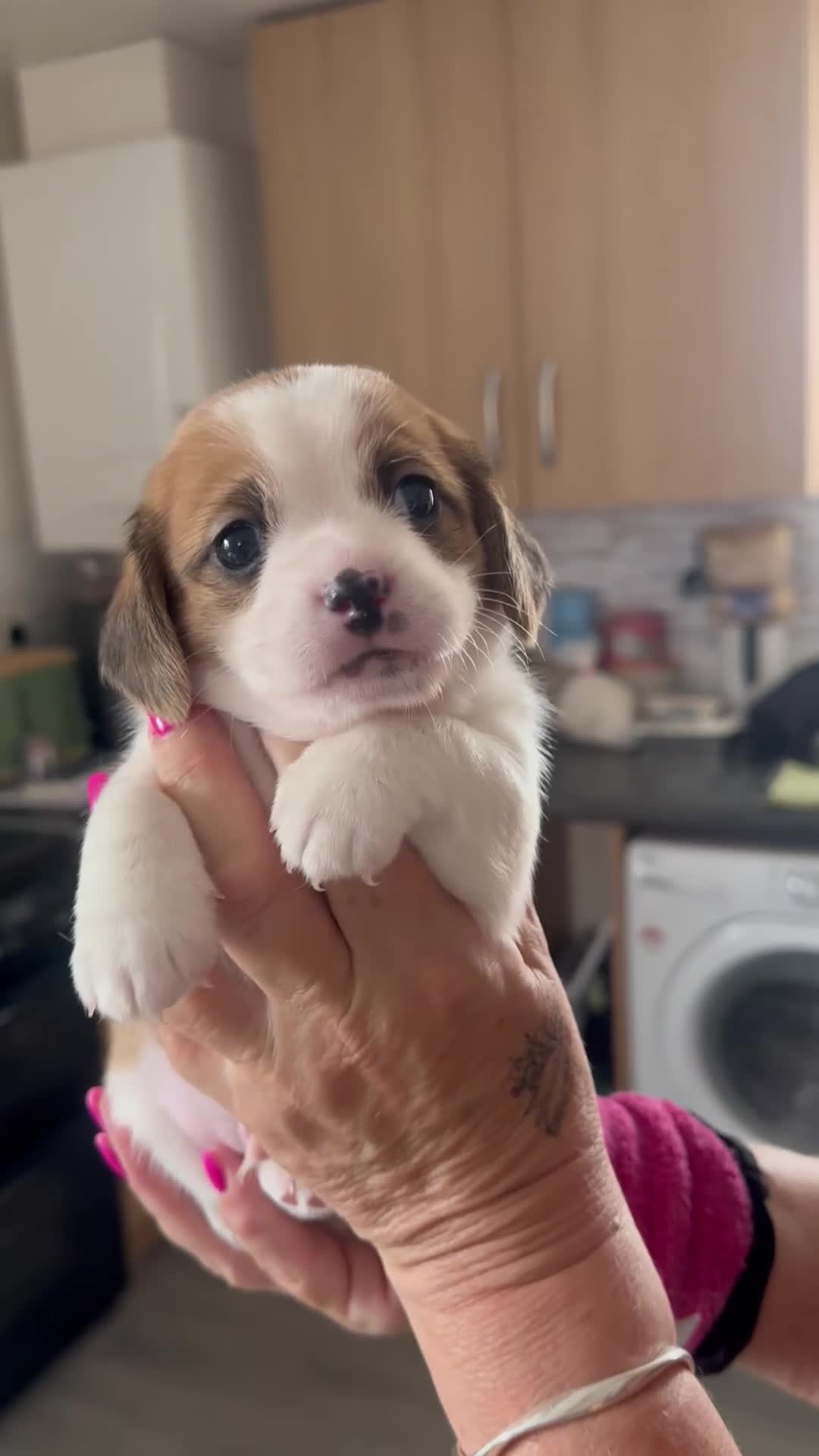 Mixed Breed dogs for sale: Gorgeous litter of puppies , 1 boy and 2 girls  - Video 1
