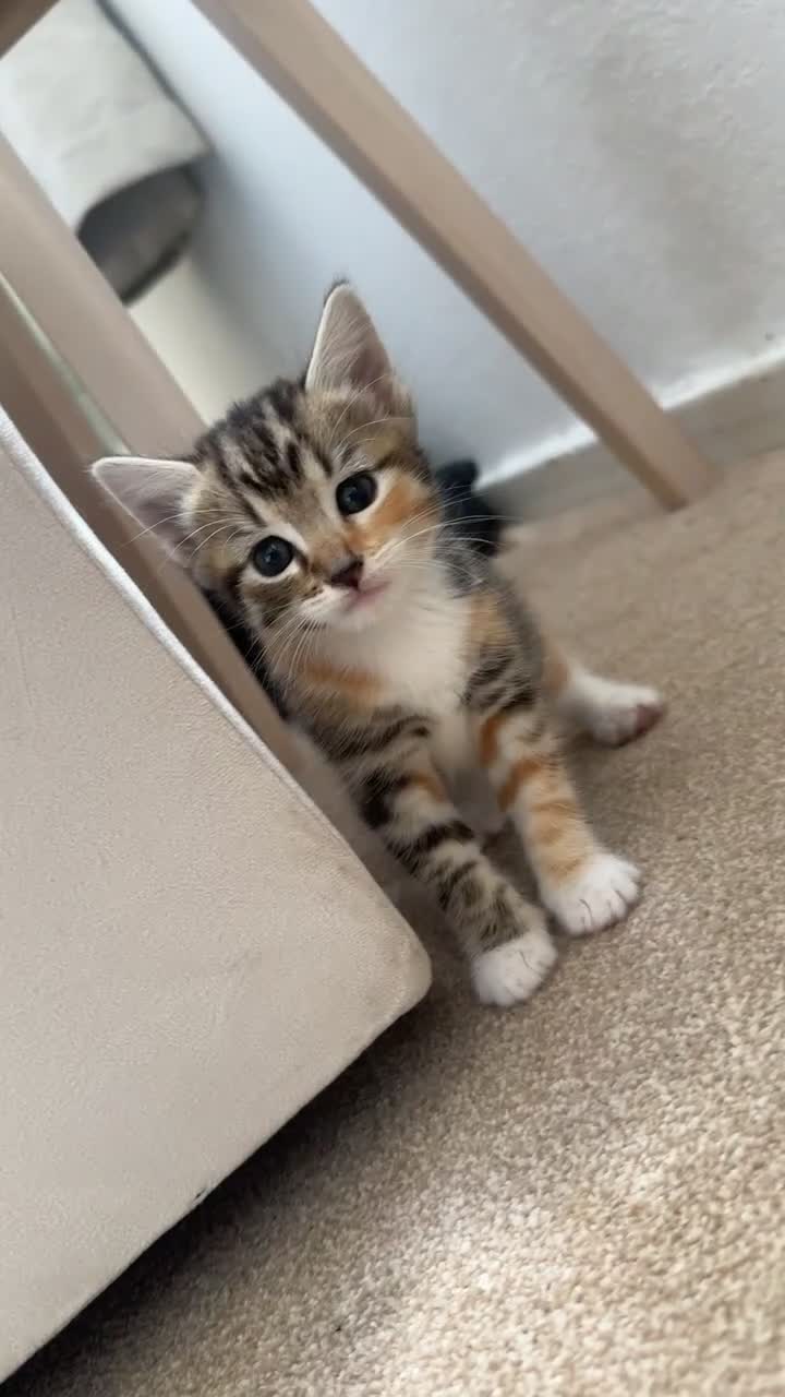 Mixed Breed cats for sale: 4 gorgeous kittens for sale  - Video 3