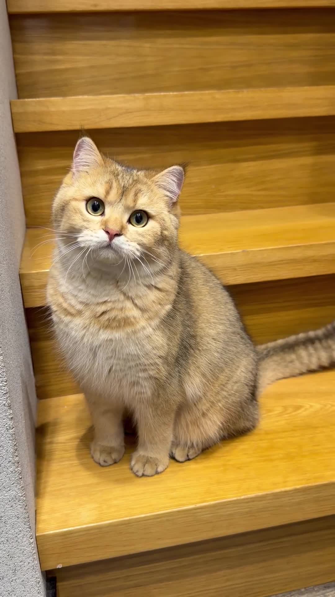 Scottish Fold cats for sale: TICA Active Golden Scottish Fold/ Straight boys - Video 1