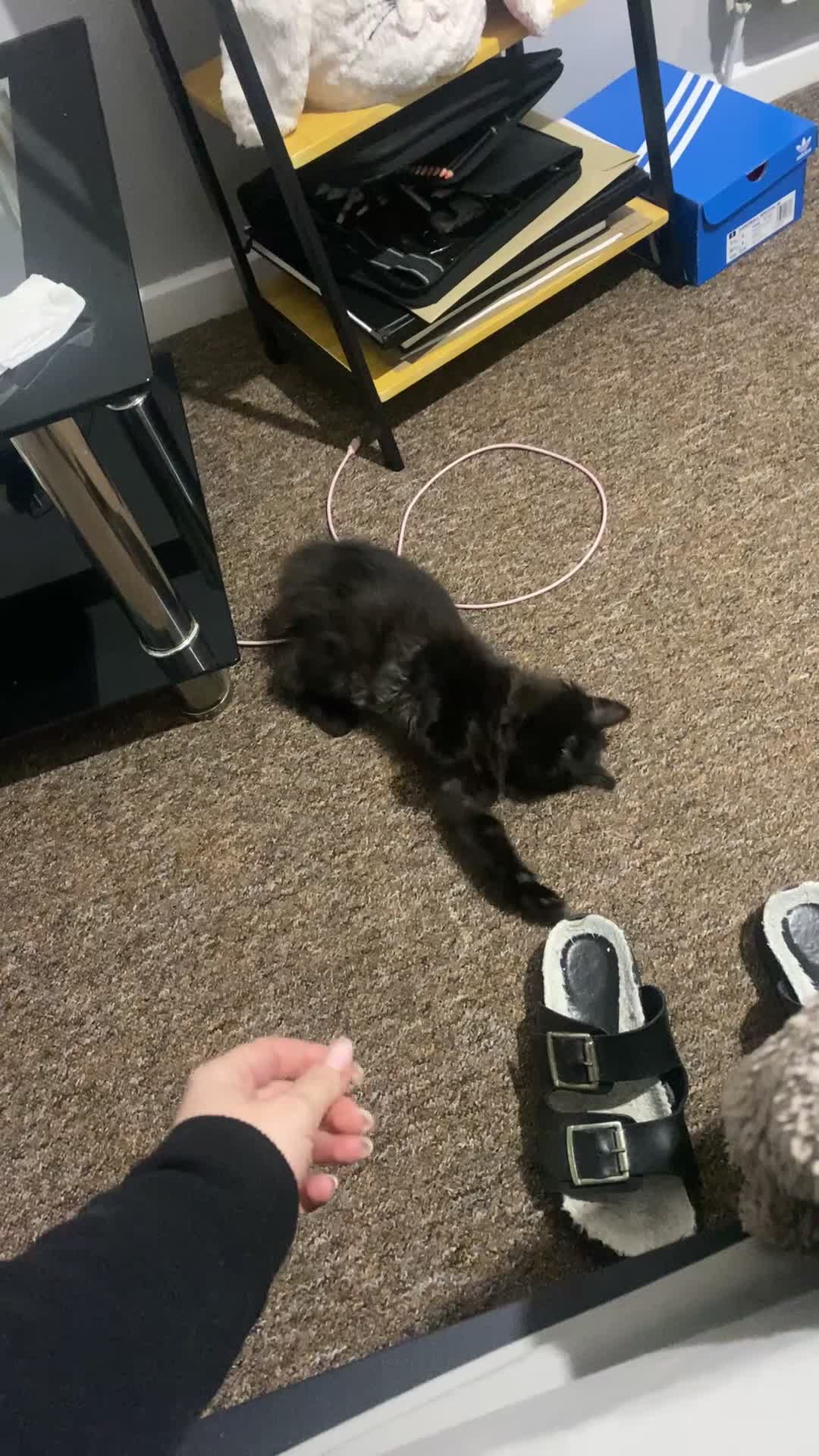 Mixed Breed cats for sale: Lovely kitten is looking for a house - Video 2