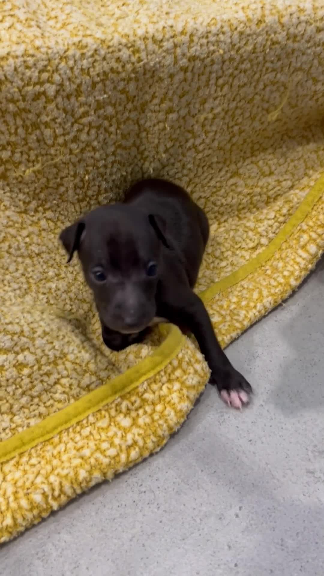 Italian Greyhound dogs for sale: Beautiful Italian greyhounds - Video 1