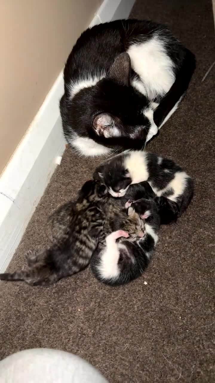 Domestic Shorthair cats for sale: Kittens for sale - Video 1