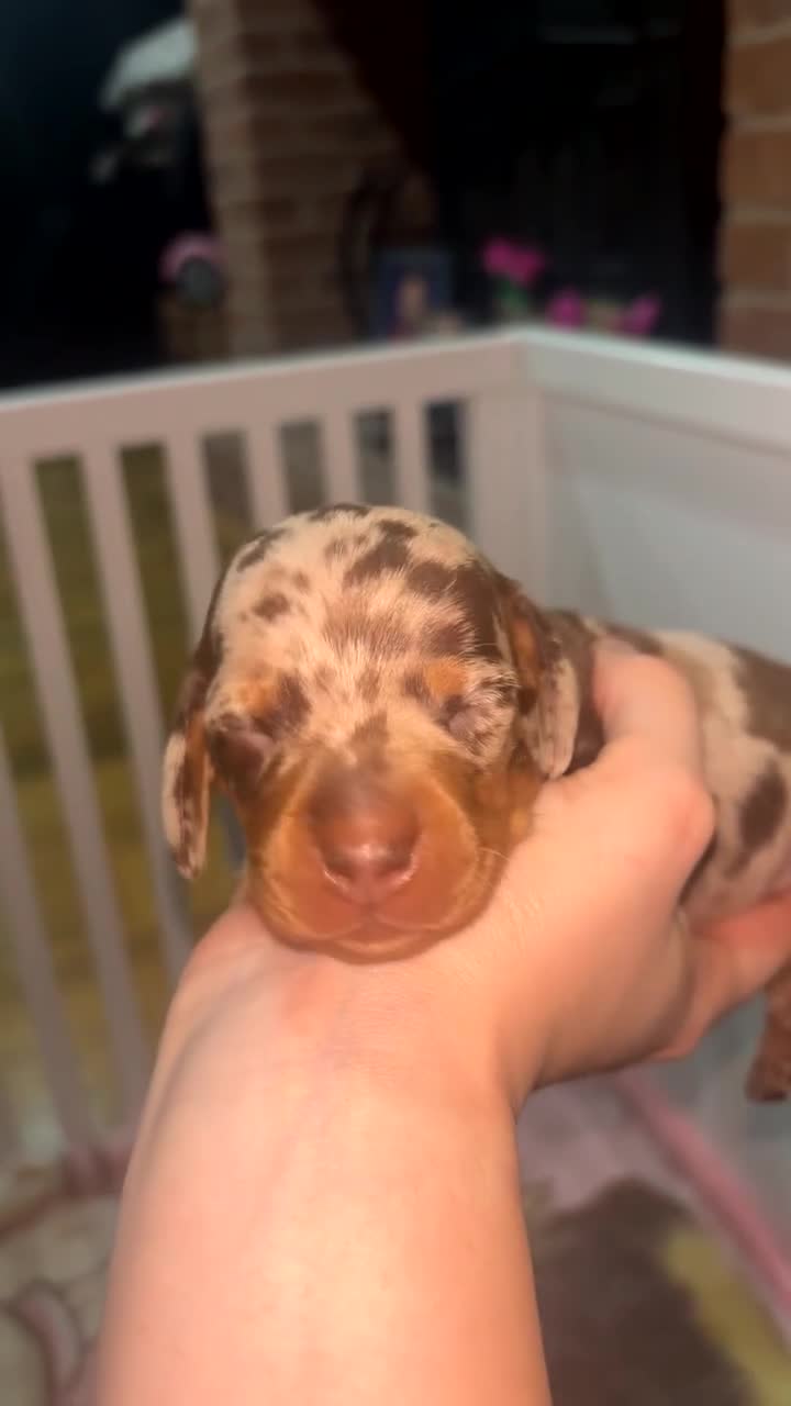 Miniature Dachshund dogs for sale: Beautiful Miniature Dachshunds Puppies🐾❤️ in Mansfield - Video 1