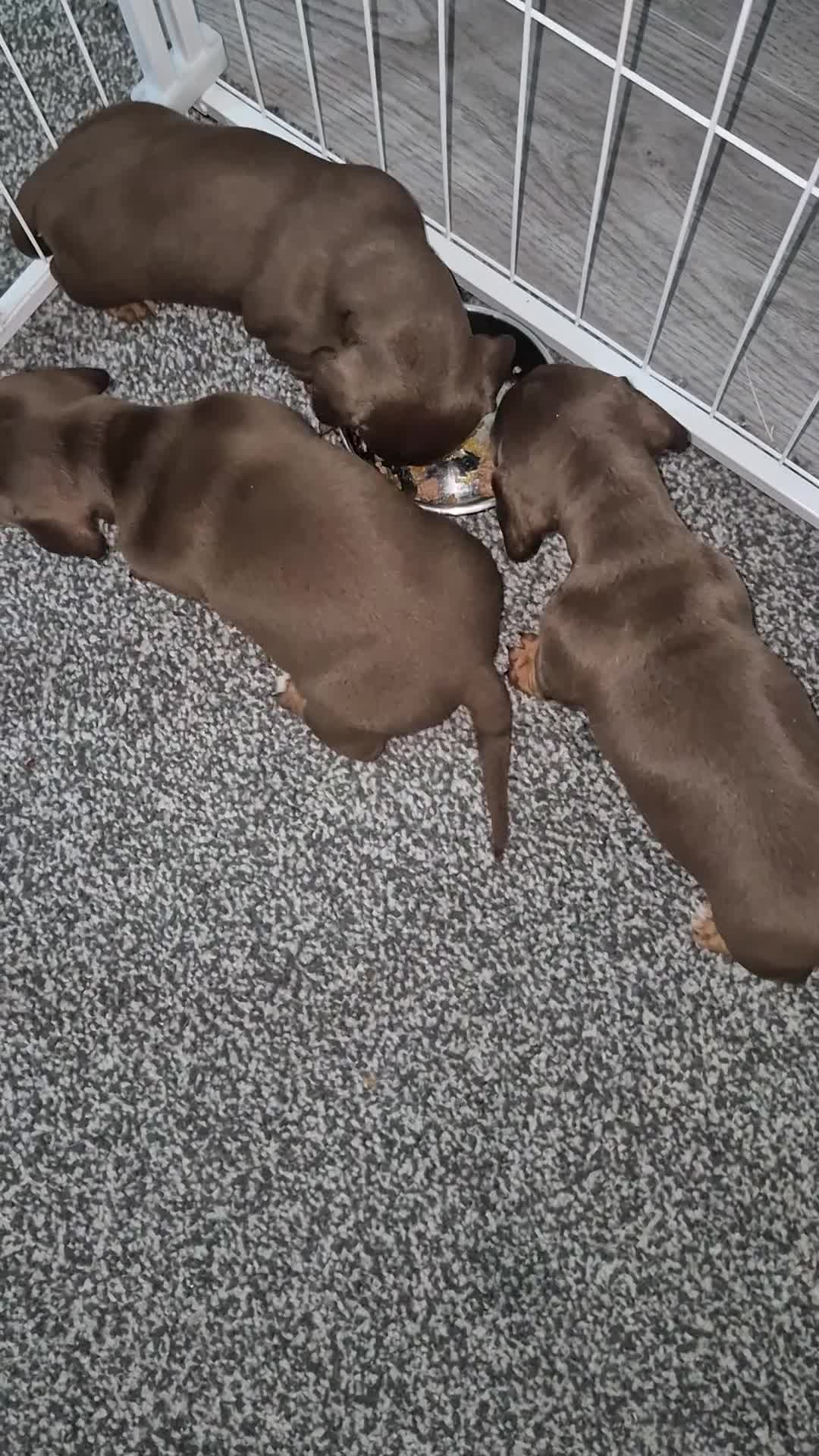 Miniature Dachshund dogs for sale: Miniture dachshund smooth hair puppies  - Video 1