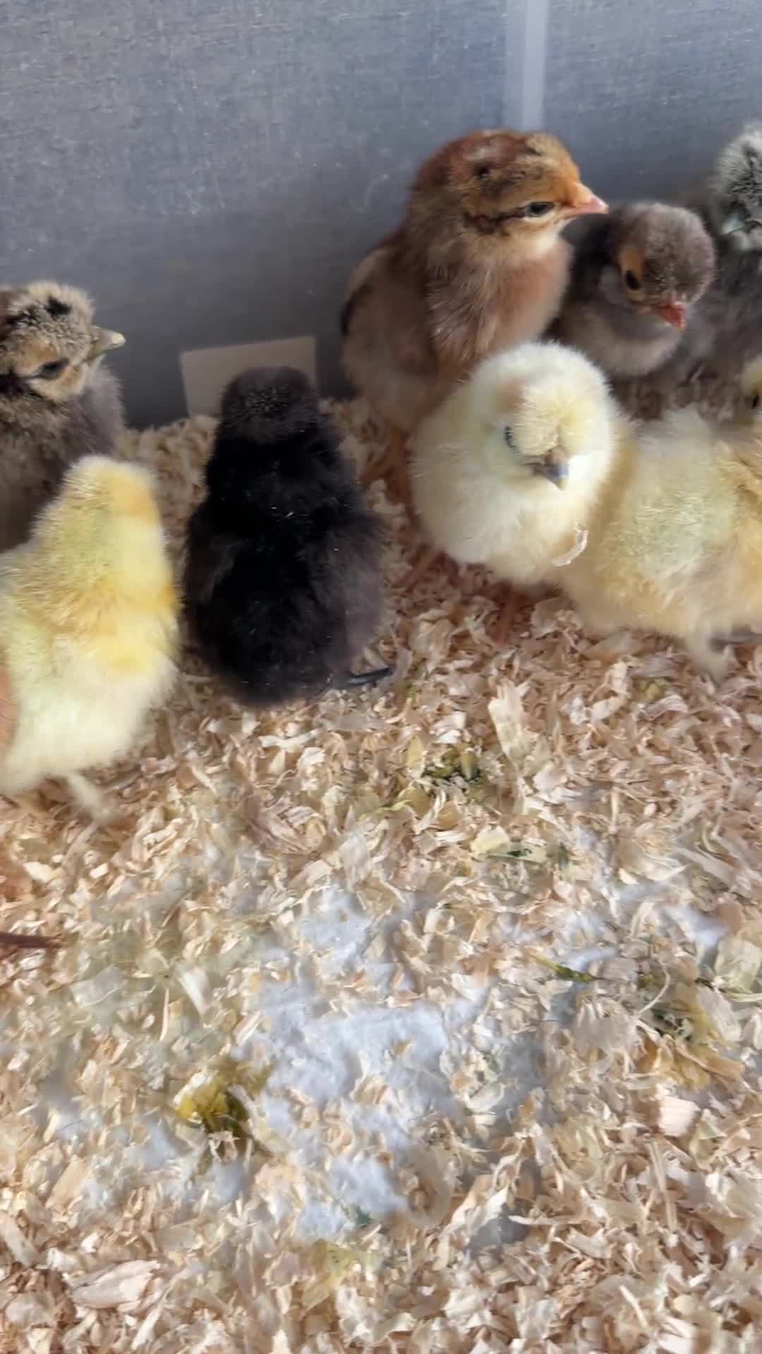 Chickens poultry for sale: Silkie chicks  - Video 1
