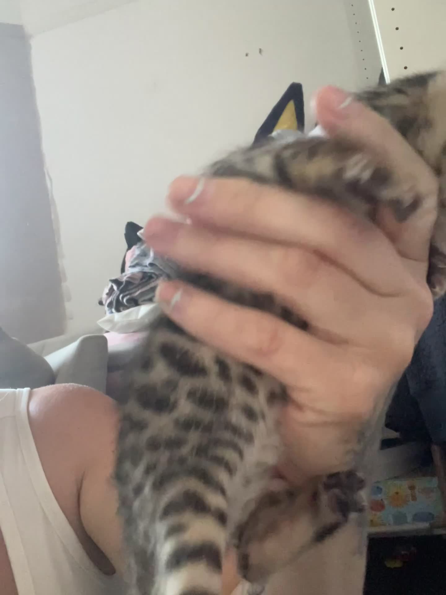 Bengal cats for sale: 2 beautiful male bengals kits - Video 1
