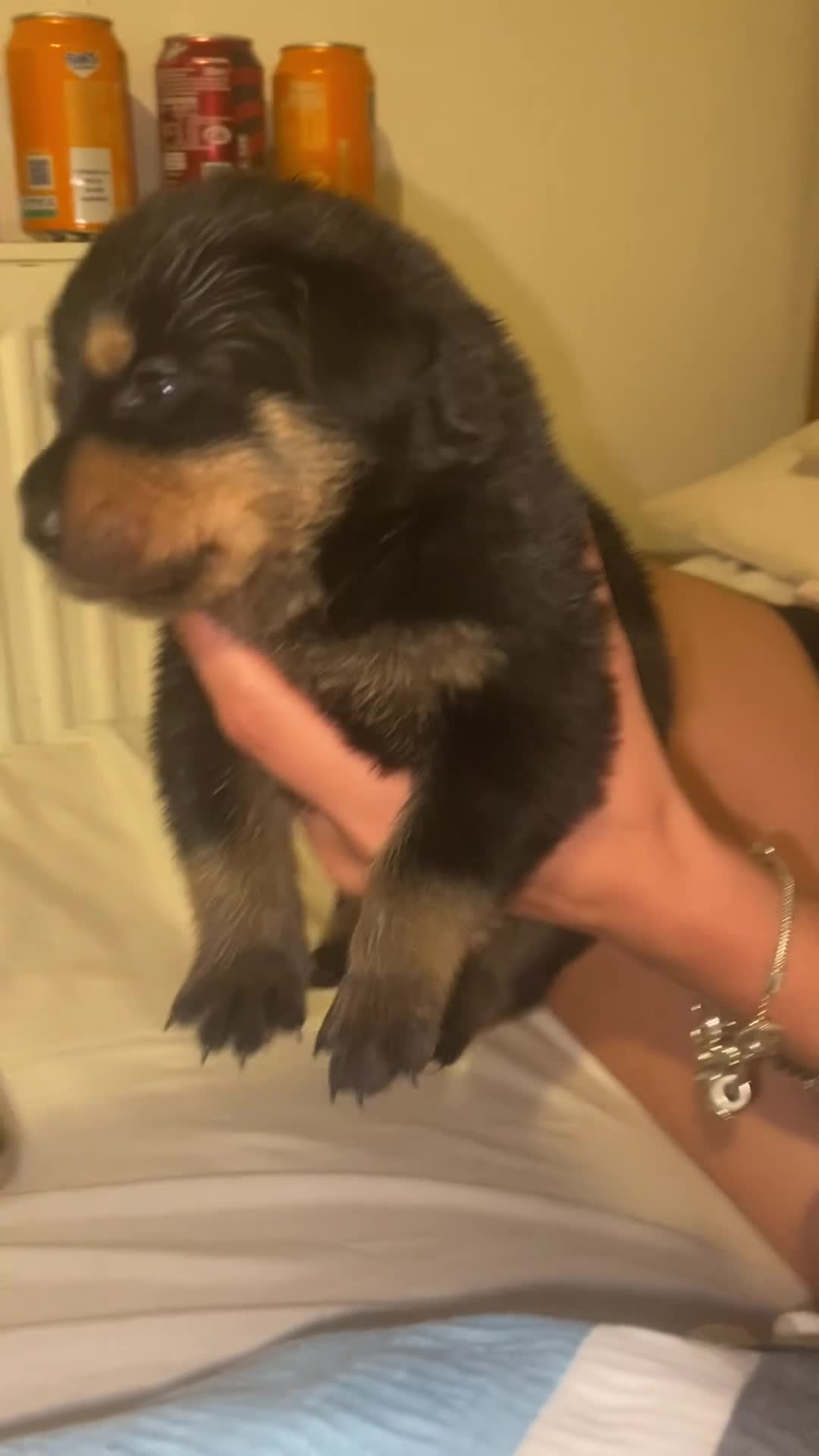 Rottweiler dogs for sale: Rottweiler puppies  - Video 4