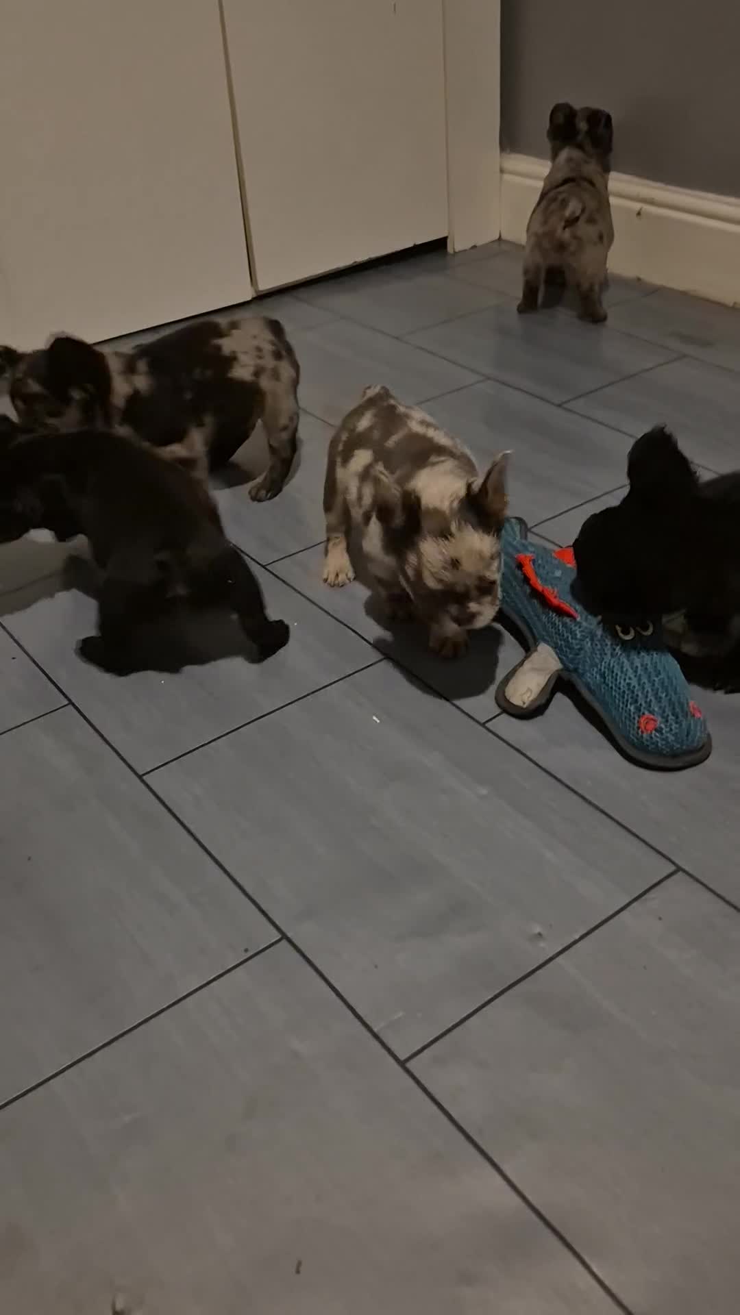 French Bulldog dogs for sale: Fluffy french bulldogs +c2  - Video 1