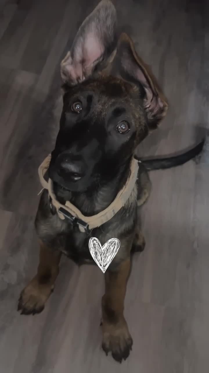 Mixed Breed dogs for sale: Belgian malinois X German shepherd  - Video 1